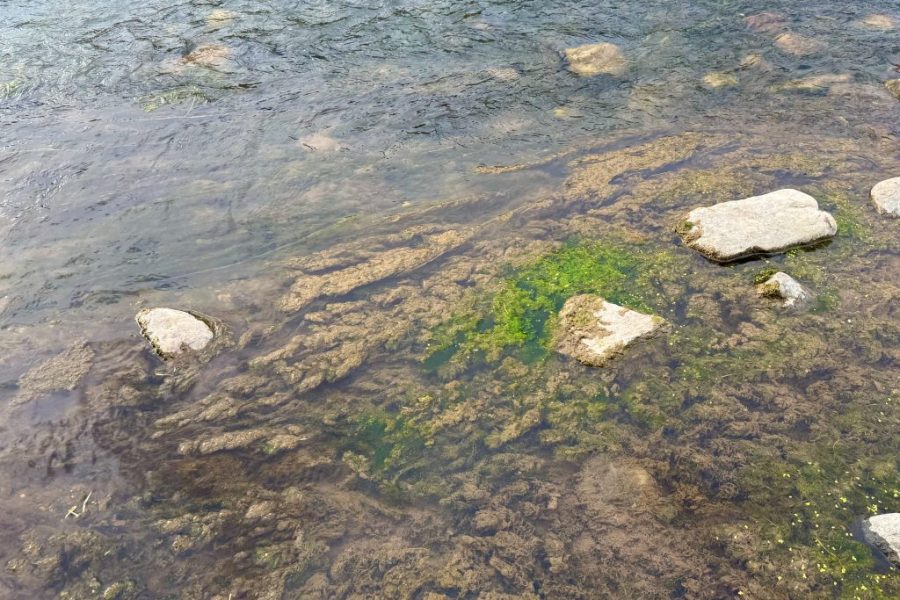 2025 09 10 Rio Grande Algae Pilar Low River Flows, High Water Temperatures and Rio Grande Algae Blooms