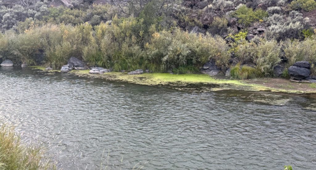 Algae Growth at Pilar boating launch ramp, N Gaume photo Sept 10, 2025