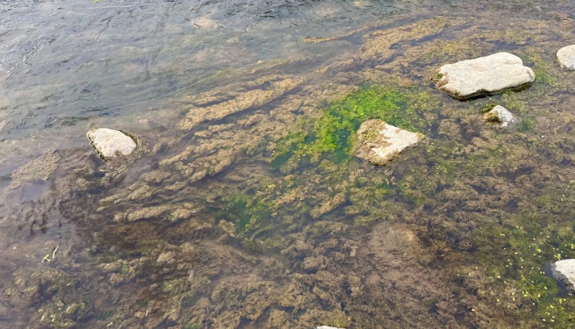 Filamentous algae growing on the Rio Grande bank at Pilar, NM