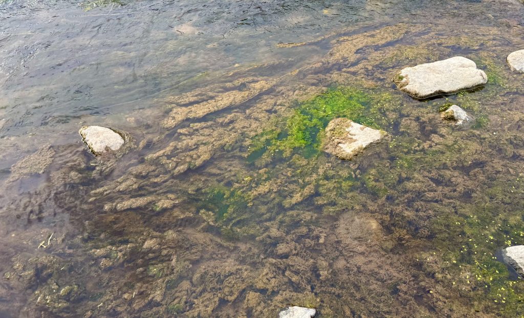 Filamentous Algae at Pilar, NM river kayak & raft launch, N Gaume photo Sept 10, 2025