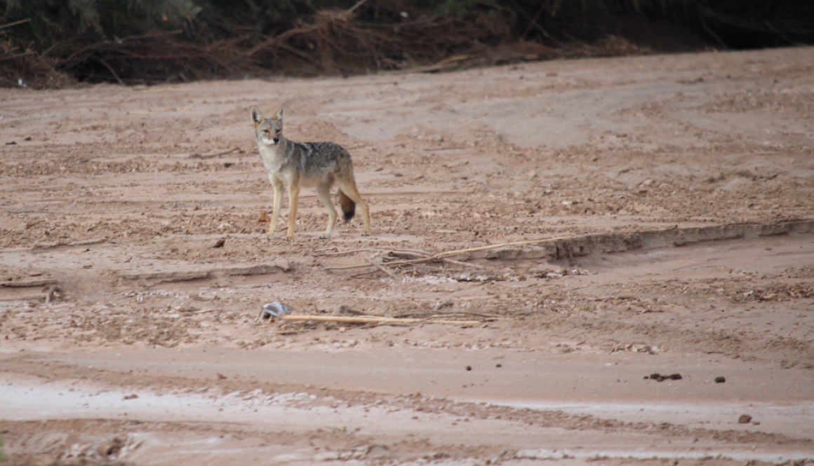 Laura Paskus Coyote dry river 2025