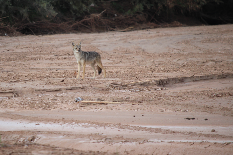 Love in a Time of Climate Change: The Intersection of Reality and Hope for New Mexico’s Rivers