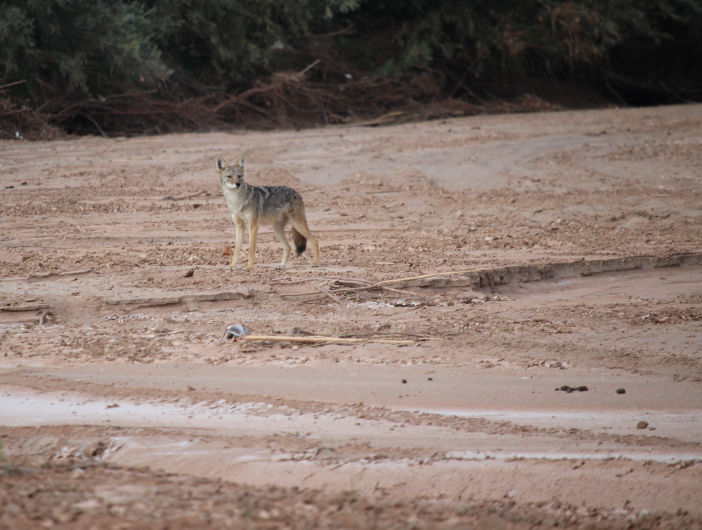 Coyote walking the Rio Grande, Laura Paskus 2025 photo